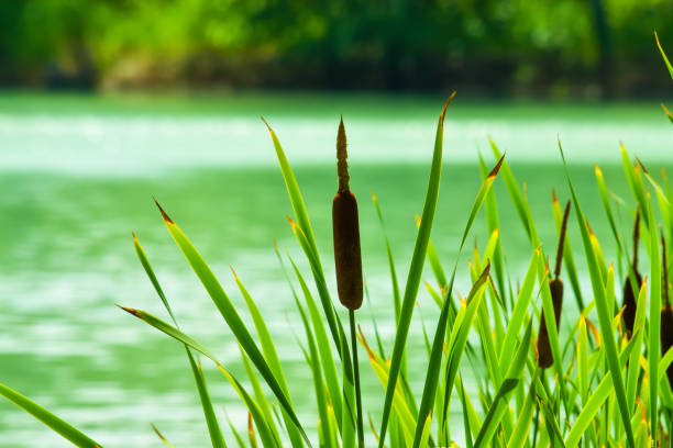 Reeds near the lake