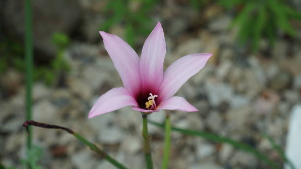 istock Pink Flower ping(Habranthus brachyandrus) close-up 1021392760