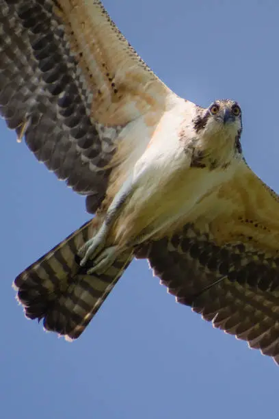 Photo of Osprey on the Hunt - Havre De Grace