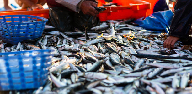 istock Fishermen collect the catch on the beach 1021408212