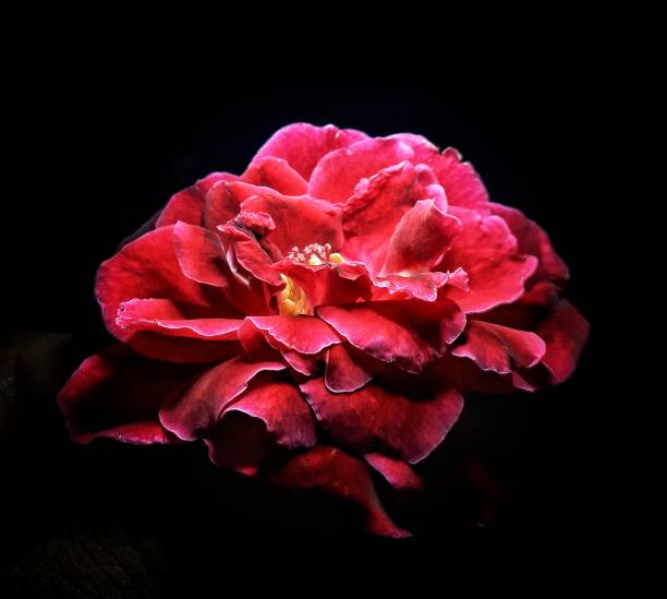 istock The symbol of Romance 1021410604
