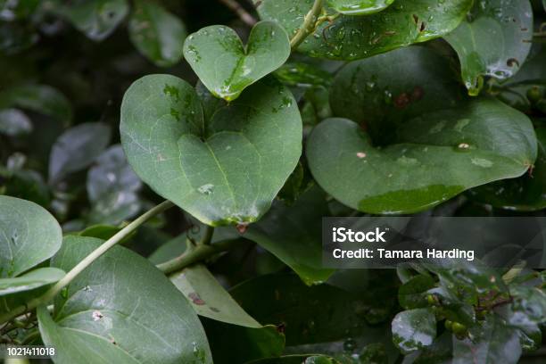 Greenbrier Vine With Leaves In Closeup Stock Photo - Download Image Now - Agriculture, Botany, Branch - Plant Part