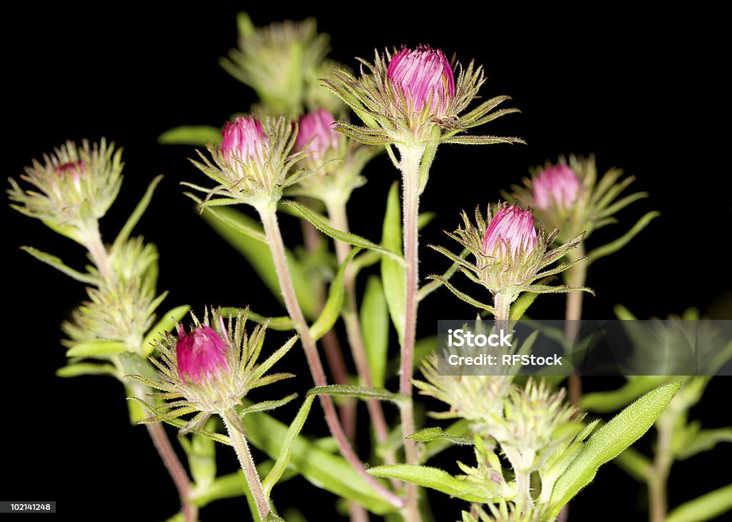 Pink Daisy Buds  Abstract Stock Photo
