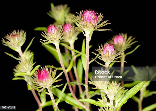Pink Daisy Buds Stock Photo - Download Image Now - Abstract, Aster, Black Background