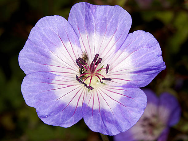 istock Geranium wallichianum Buxton's Variety 102141284