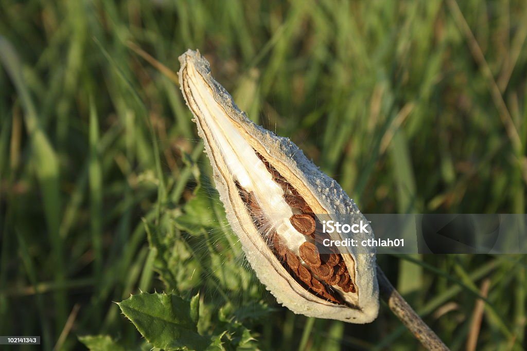 Seed Pod  Color Image Stock Photo