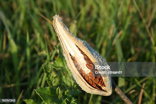 Seed Pod Stock Photo - Download Image Now - Color Image, Exploding, Horizontal