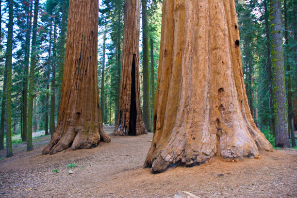 istock Sequoia National Park - Giant Sequoia Tree Trunks 1021415938