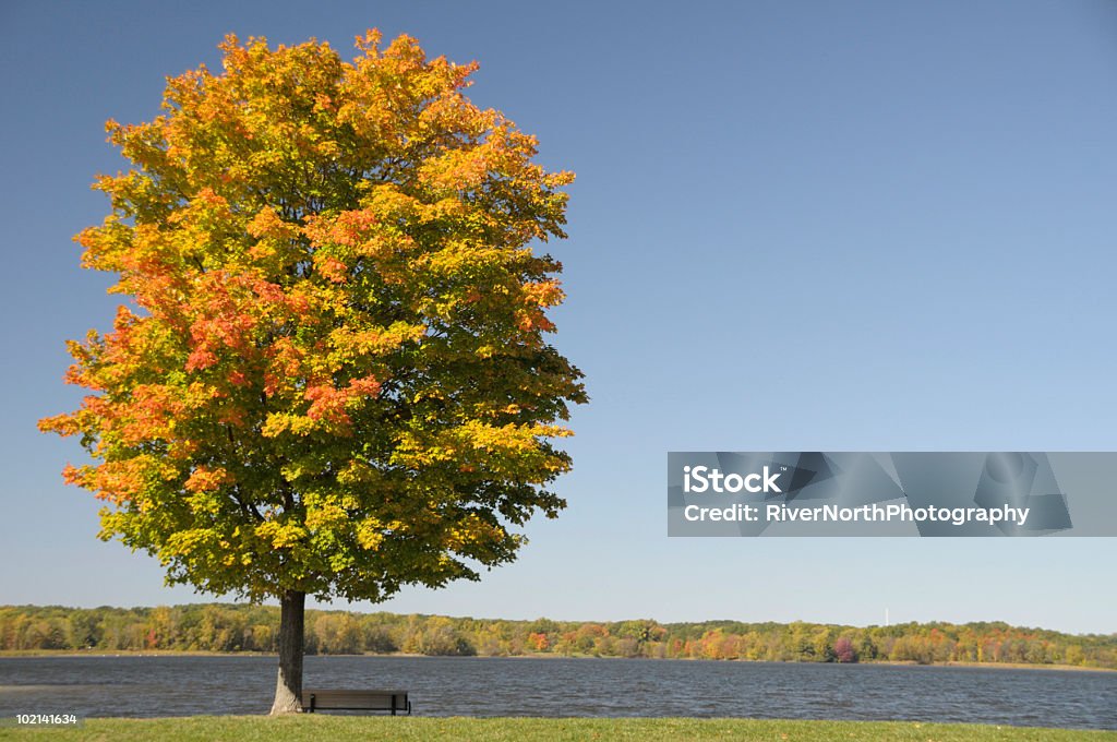 Autumn Maple - ミシガン州のロイヤリティフリーストックフォト