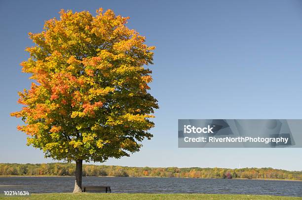 Autumn Maple - ミシガン州のストックフォトや画像を多数ご用意 - ミシガン州, マコム郡, カエデ