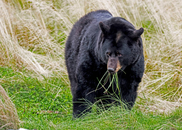 Comically messy Yellowstone black bear foraging in  Lamar Valley wild flowers.