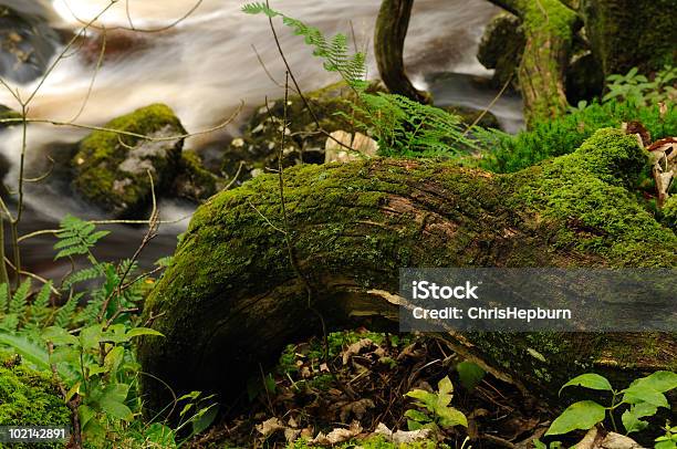 Dettaglio Della Foresta - Fotografie stock e altre immagini di Acqua corrente - Acqua corrente, Acqua fluente, Ambientazione esterna