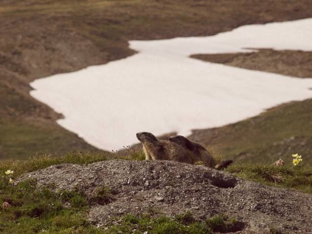 istock Marmot / Col de la Seigne,Italy 1021442722