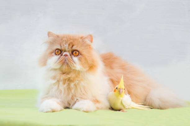istock Persian cat and cockatiel 1021443022