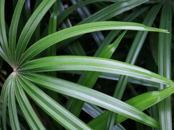 istock green trees in garden 1021445562