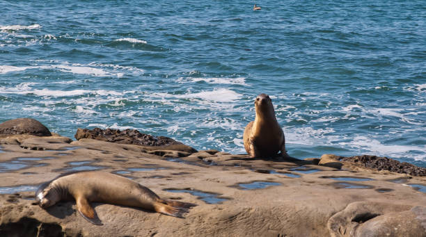 istock Two California Sea Lions 1021448064