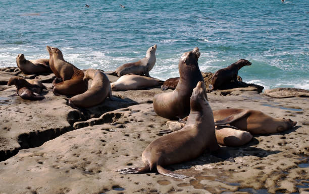 A group of California Sea Lions sunning themselves A group of California Sea Lions sunning themselves on the rocks at La Jolla Cove in La Jolla, California, USA in summer la jolla stock pictures, royalty-free photos & images