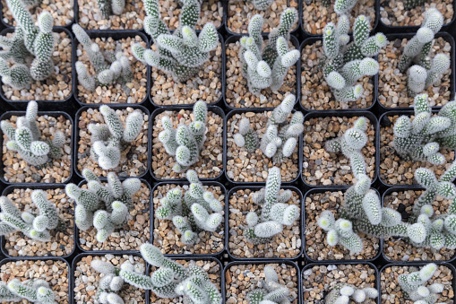 top view of mini cactus plant in black pot