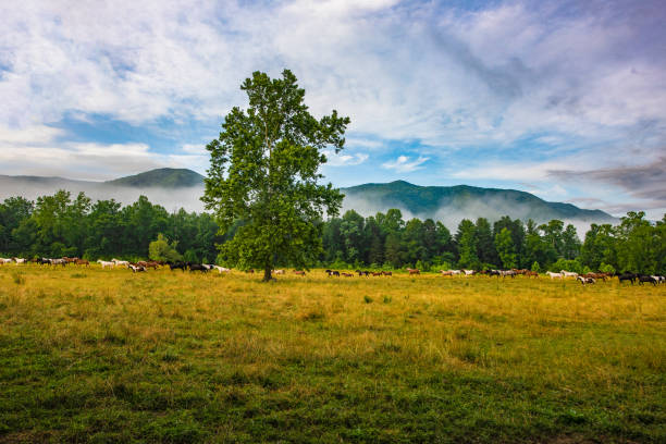 cavalli che corrono attraverso un campo a cades cove - cades cove foto e immagini stock