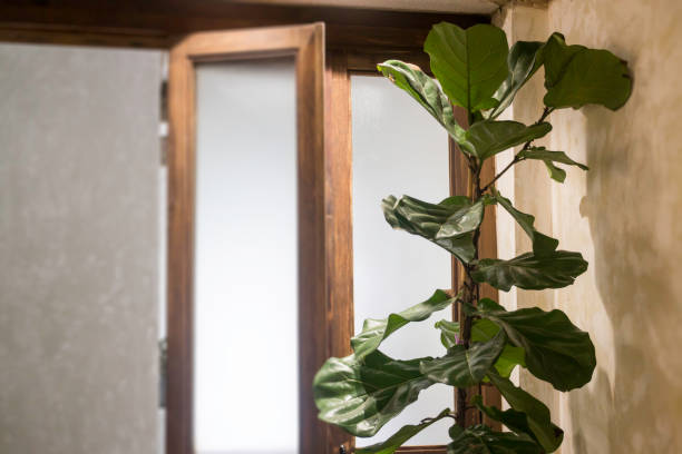istock Indoor plant in bright living room 1021460188