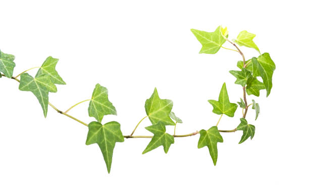 istock ivy leaves isolated on white 1021465436
