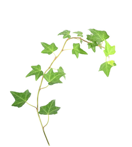 istock ivy leaves isolated on white 1021465438