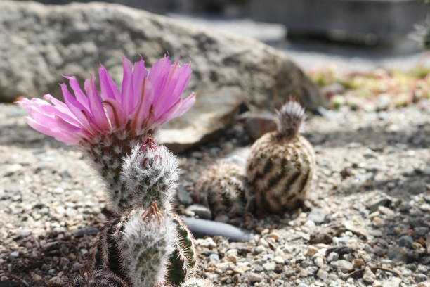 echinocereus fendleri является одним из видов кактусов, известных под общими названиями розовый цветок еж кактус и кактус ежа фендлера. растет в пуст� - cactus hedgehog cactus close up macro стоковые фото и изображения