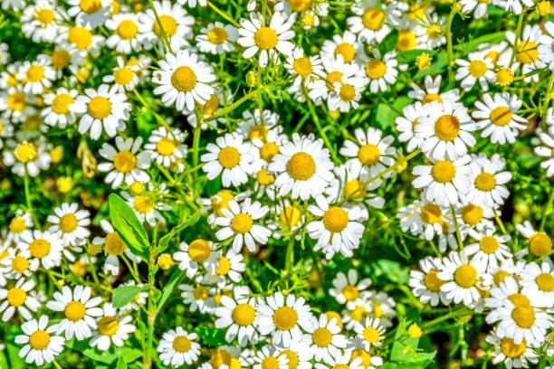 istock Field full of bloomed daises 1021471092