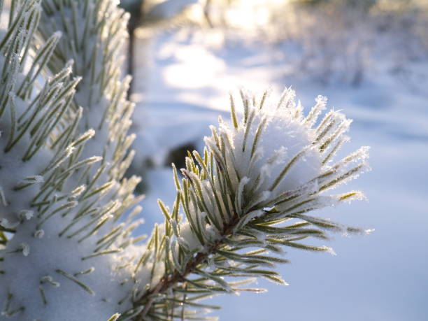 istock hoarfrost and snow on pine branch 1021473906