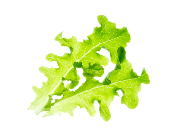 istock Leaf of Green Oak on white background. 1021480794