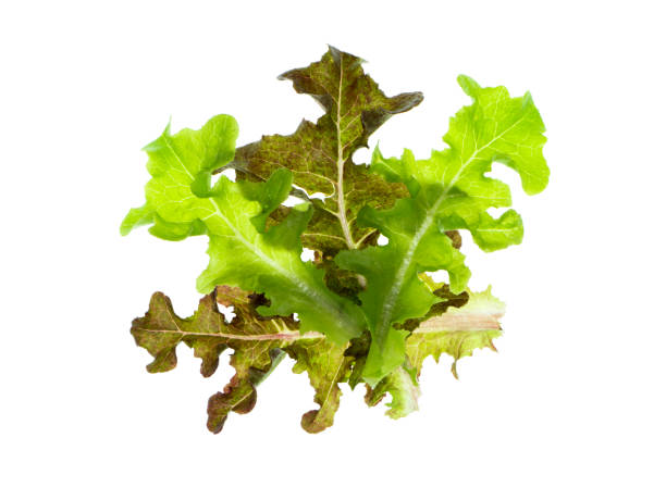 istock Leaf of Green Oak on white background. 1021480812