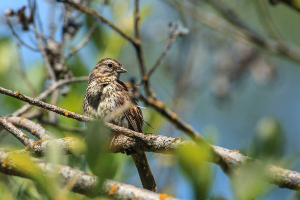 canción de gorrión posado en el árbol. - passerculus fotografías e imágenes de stock