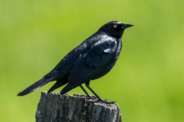 istock Side portrait of brewer's blackbird. 1021483150