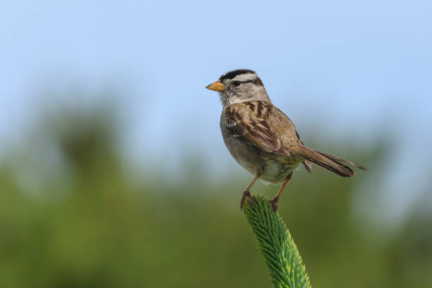 istock White crowned sparrow perched on a plant. 1021483162