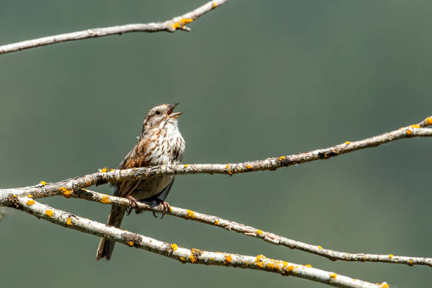 canto del gorrión de la canción. - passerculus fotografías e imágenes de stock