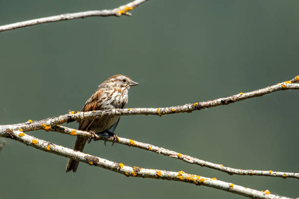 gorrión posado en la canción. - passerculus fotografías e imágenes de stock