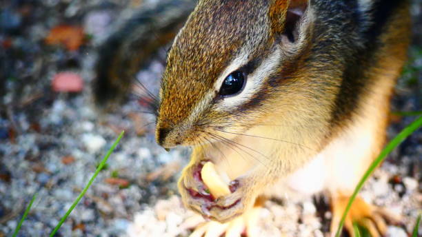 istock Striped chipmunk that holds a peanut in its paws 1021483444