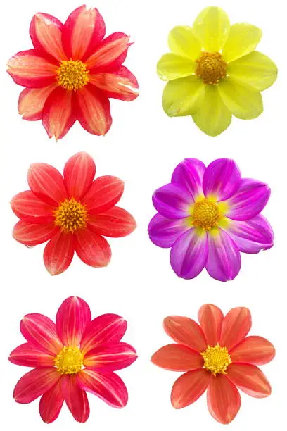 Set of six dahlia single-flower flower heads isolated on white background