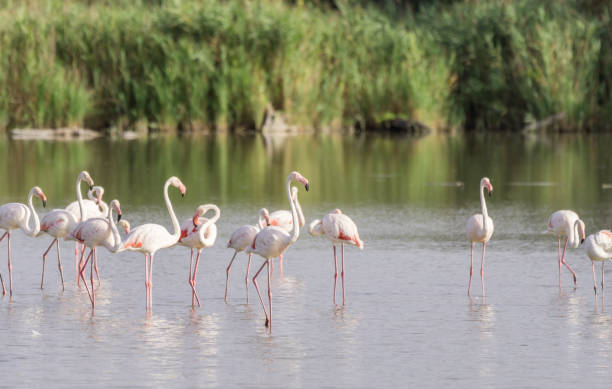 istock Flamingos in The Carmargue 1021483558