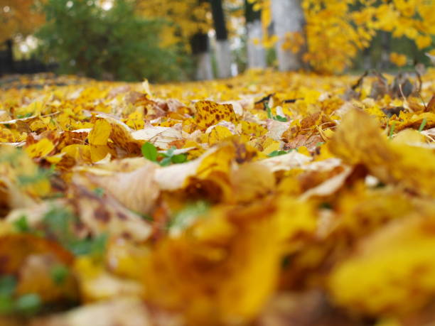 istock fallen yellow leaves, shallow dof 1021485694
