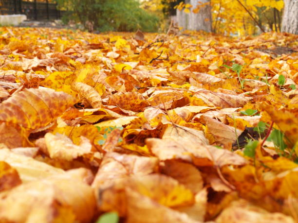 istock fallen yellow leaves, shallow depth of field 1021485752