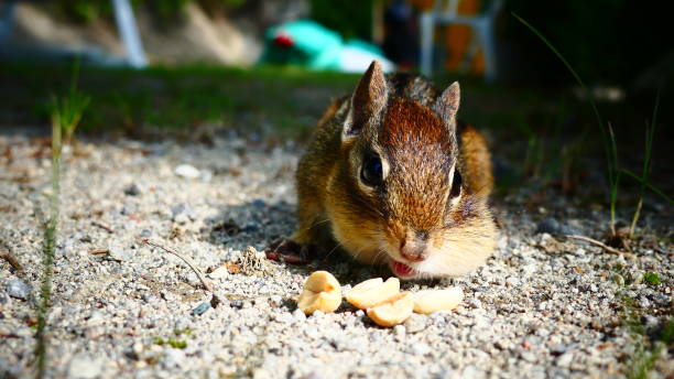 Striped chipmunk that eats peanuts Little Swiss from North America in Quebec eastern chipmunk photos stock pictures, royalty-free photos & images