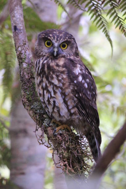 istock New Zealand Ruru (morepork) 1021526612