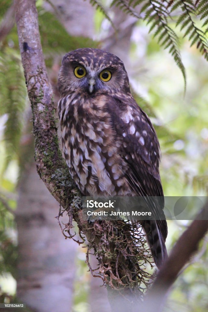 New Zealand Ruru (morepork) Normally nocturnal, this one was in relatively open forest during the day. (2014) New Zealand Stock Photo