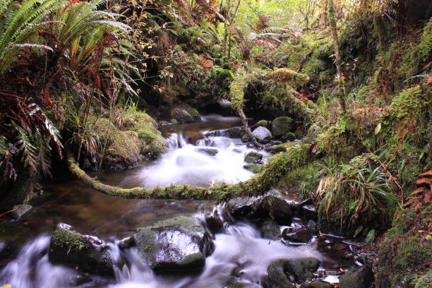 istock Soft Stream, Stewart Island 1021532226