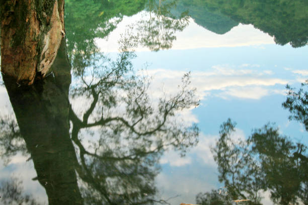 istock a Reservoir and forest at Shing Mun Reservoir 1021548474