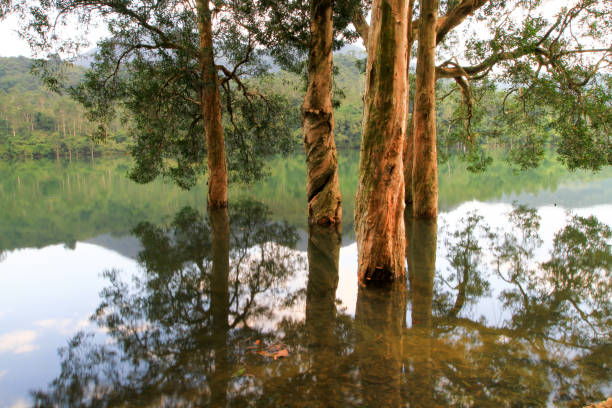 istock a Reservoir and forest at Shing Mun Reservoir 1021549244