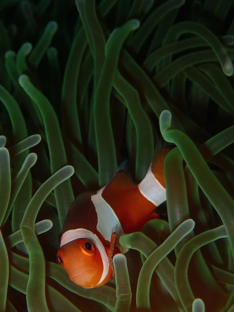 istock Nemo the Anemonefish is everyone favorite 1021551832