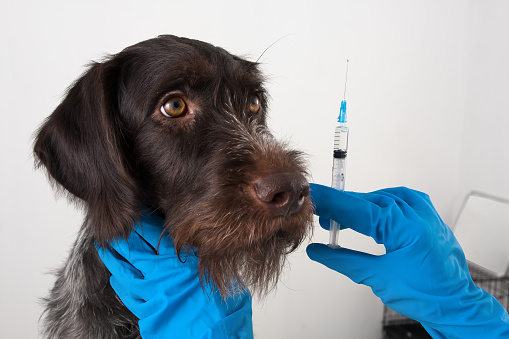 dog and hands of veterinarian preparing syringe for injection