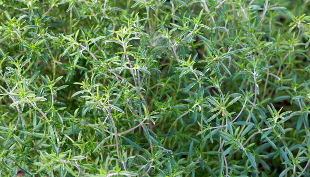 istock Fresh green savory plant. Summer savory background 1021562924